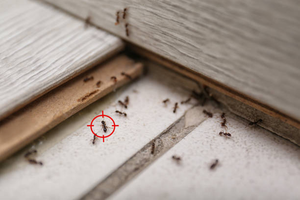 Best Mosquito Control Services  in Williston, SC