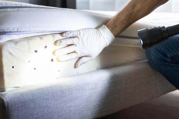 Best Pest Control Near Me in Williston, SC