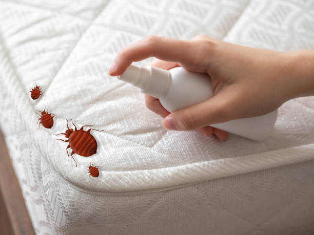 Best Local Pest Control Services  in Williston, SC