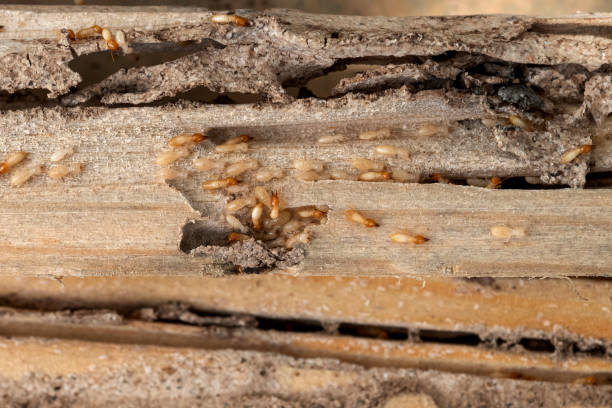 Best Pest Prevention Services  in Williston, SC