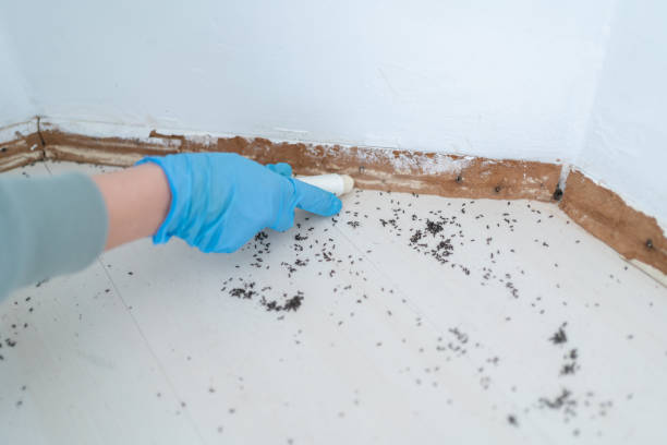 Flea Control Services in Williston, SC